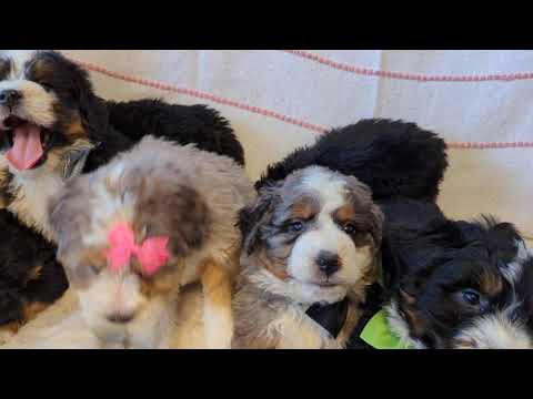 Shiloh's Mini Bernedoodle Puppies Week 7