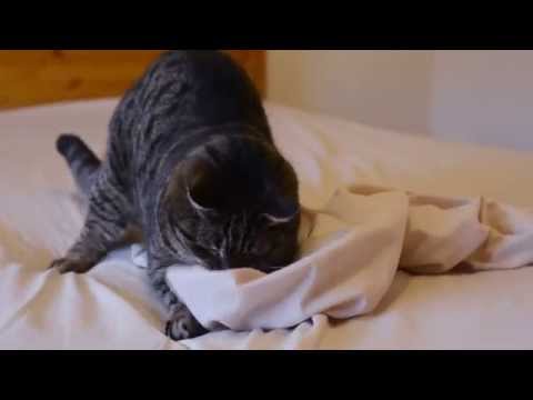 Banfield Pet Hospital Ask a Vet - Why Do Cats Pounce?