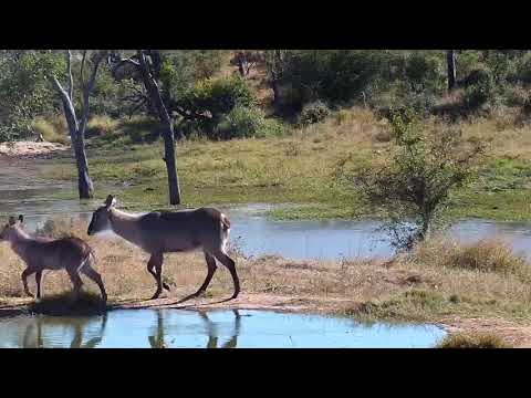 Djuma: Waterbuck female with calf and Impala ram - 09:13 - 05/14/21