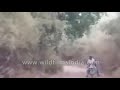 Men On Motorcycle Caught Between Two Tigers Miraculously Escape Unharmed