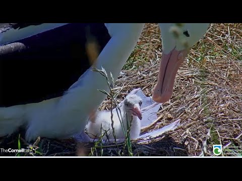 Royal Albatross ~ QT Cuteness With Dad! 💕 Colin's Morning Weigh In & Check! 1.29.22