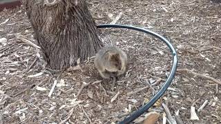 Baby Quokka ฟรวดโà¸à¸à¸à¸™à¹„ลน ดทวà¸à¸à¸™à¹„ลน คลปวดโà¸à¸Ÿà¸£ Baby Quokka ฟรวดโà¸à¸à¸à¸™à¹„ลน ดทวà¸à¸à¸™à¹„ลน คลปวดโà¸à¸Ÿà¸£