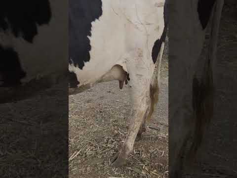 disponible en Sonsonate santo domingo de Guzmán WhatsApp 60632341