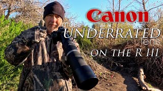 Canon's most underrated lens on the R6 III - just a fantastic lens all around. Sunrise and wildlife!