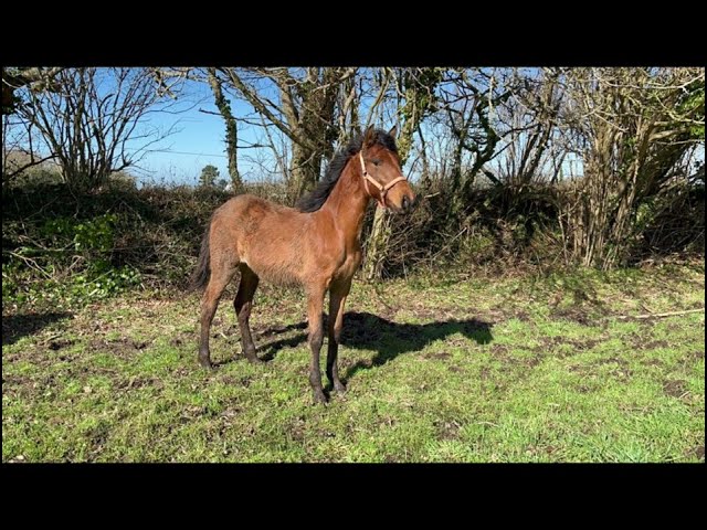 Plume de Kernevez, juillet 2025, pouliche PP PRE baie
