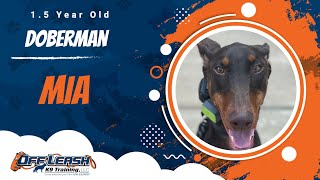 Download Lagu Mia | 1.5 Year Old Doberman | Off Leash Doberman Training, Georgia Thumbnail