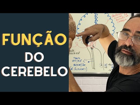QUAL O PAPEL DO CEREBELO NA MANUTENÇÃO DO EQUILÍBRIO?