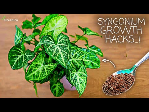 The ULTIMATE Guide on Syngonium Plant Care! (7-GROWTH HACKS)