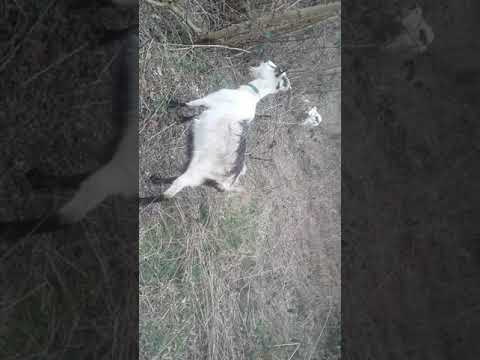 Pravilna ishrana koza