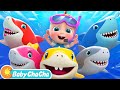 Baby Shark (Family Version) | Baby Shark Doo Doo Doo Dance | Baby ChaCha Nursery Rhymes & Kids Songs