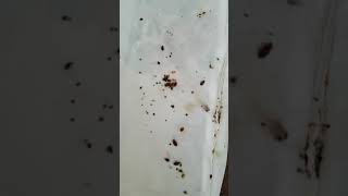 More proof showing a bed bug infested bed after a 