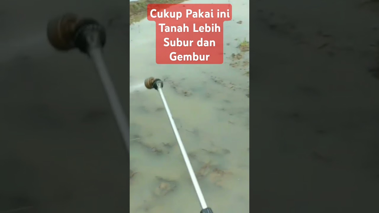 Obat Penyubur Tanah #nursamtri #petanipadi #agriculture