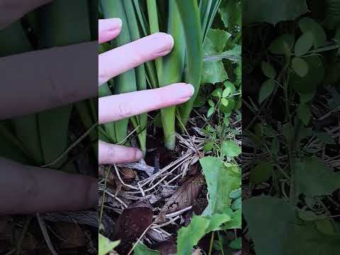 水仙を使った魅力的な装飾のアイデア 植物