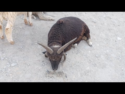 pahadi area top desh ki shan