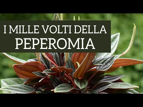 , title : 'Peperomia, cura e propagazione della pianta dai mille volti'