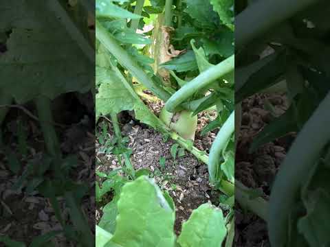 果樹の根元にある野菜は何ですか？豊かな収穫のための適切な組み合わせ  庭園