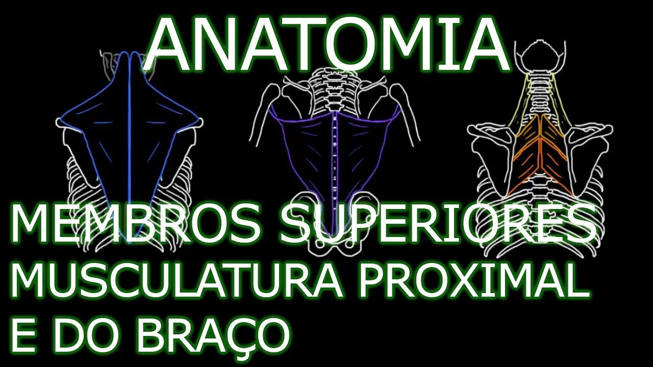 Aula: Anatomia - Membros Superiores - Musculatura Proximal e do Braço | Anatomia Humana