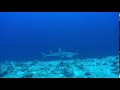 X9 Guitar Shark, M/V Emperor Leo, Malediven