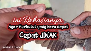 Download lagu Rahasia Agar PERKUTUT lokal BARU DAPAT AGAR cepat JINAK mp3
