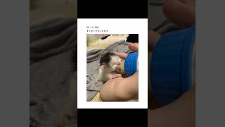 【2ちゃんねる】子猫拾ったんだがwww【アフレコ】