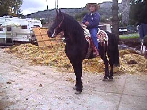 Front and Center Horse Club