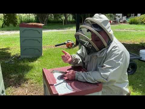 🐝 Shaking out a hopelessly queenless hive.  Orara Valley Honey .  January 29, 2022.