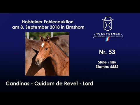 Holsteiner Fohlenauktion | Nr. 53 v. Candinas - Quidam de Revel