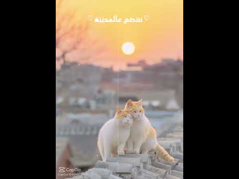 So Cute I love Cat #capcut #cat #Cute#taqwa #Taqwa Reataj Soha ❤️❤️❤️🐈🐈😺😺🥰🥰