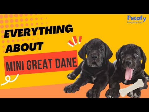 Everything about Mini great dane  | Lifespan | Behavior | Diet