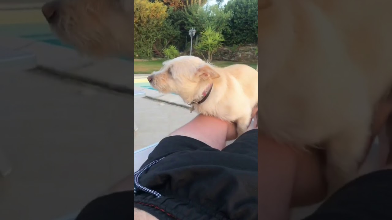 il gabbrone si fa sco🅱🅰r3 da un cane in piscina