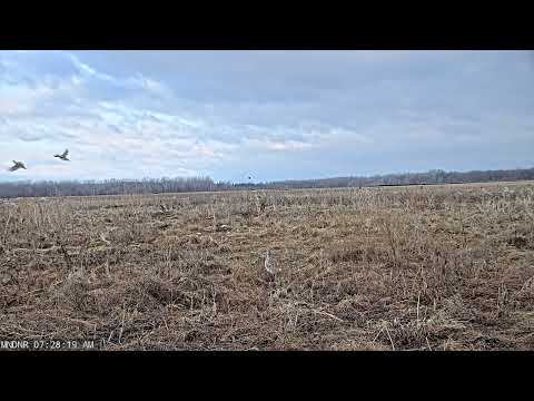 Sharp-Tailed Grouse: Breakfast Is Not Served