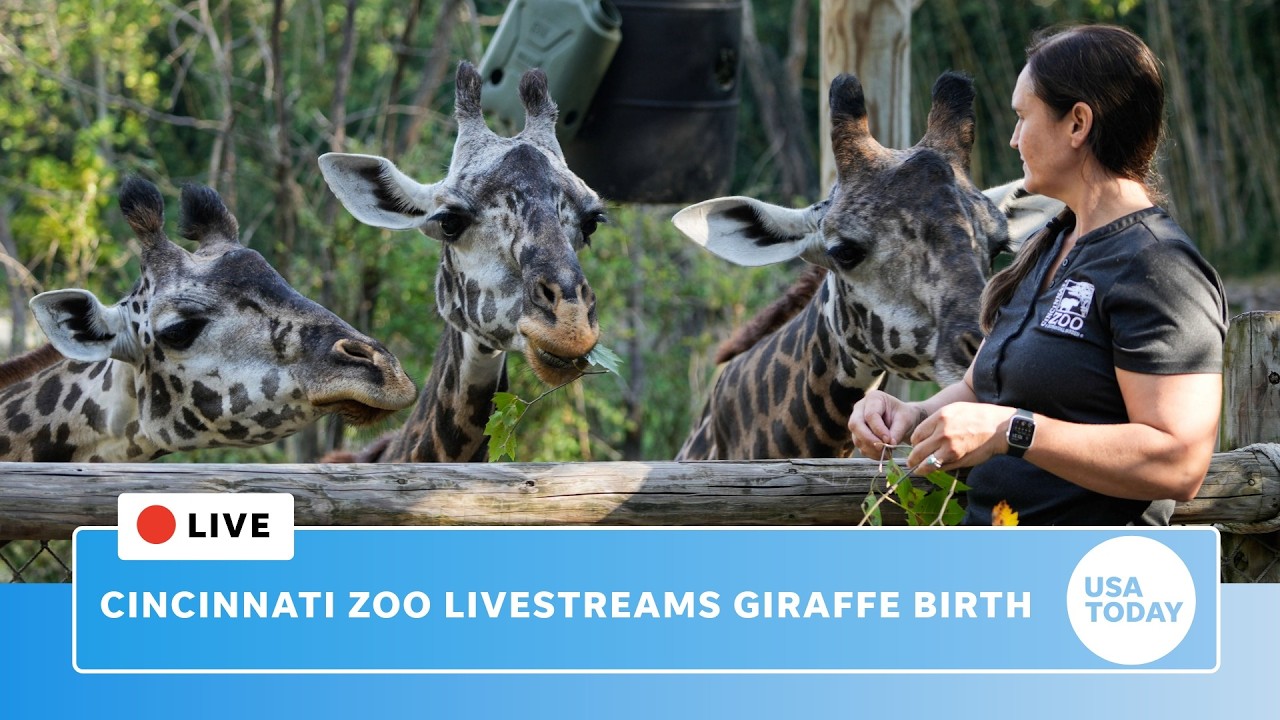Live: Cincinnati Zoo baby giraffe birth to make zoo history