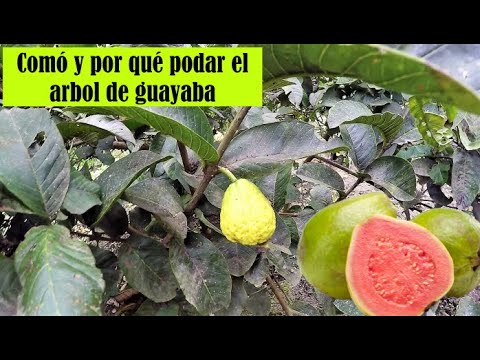 How to prune a guava tree #foryou #parati #guava #fruittreepruning #pruning
