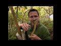 The Jeff Corwin Experience Madagascar Tree Boa Leaf Tailed Gecko