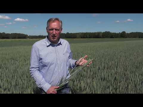 Einsatz von Osiris zur Absicherung im Weizen