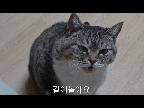 눈 마주치면 말거는 고양이