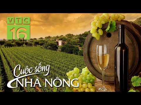 “Trùm” rượu chỉ cách phân biệt rượu ngoại thật 100% nguyên “zin”