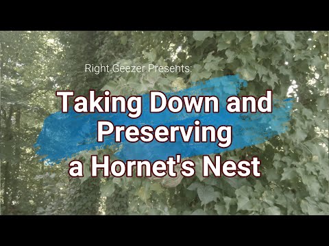 Taking Down and Preserving a Hornet's Next