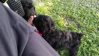 Video preview image #1 Bouvier Des Flandres-Poodle (Standard) Mix Puppy For Sale in LAKELAND, FL, USA