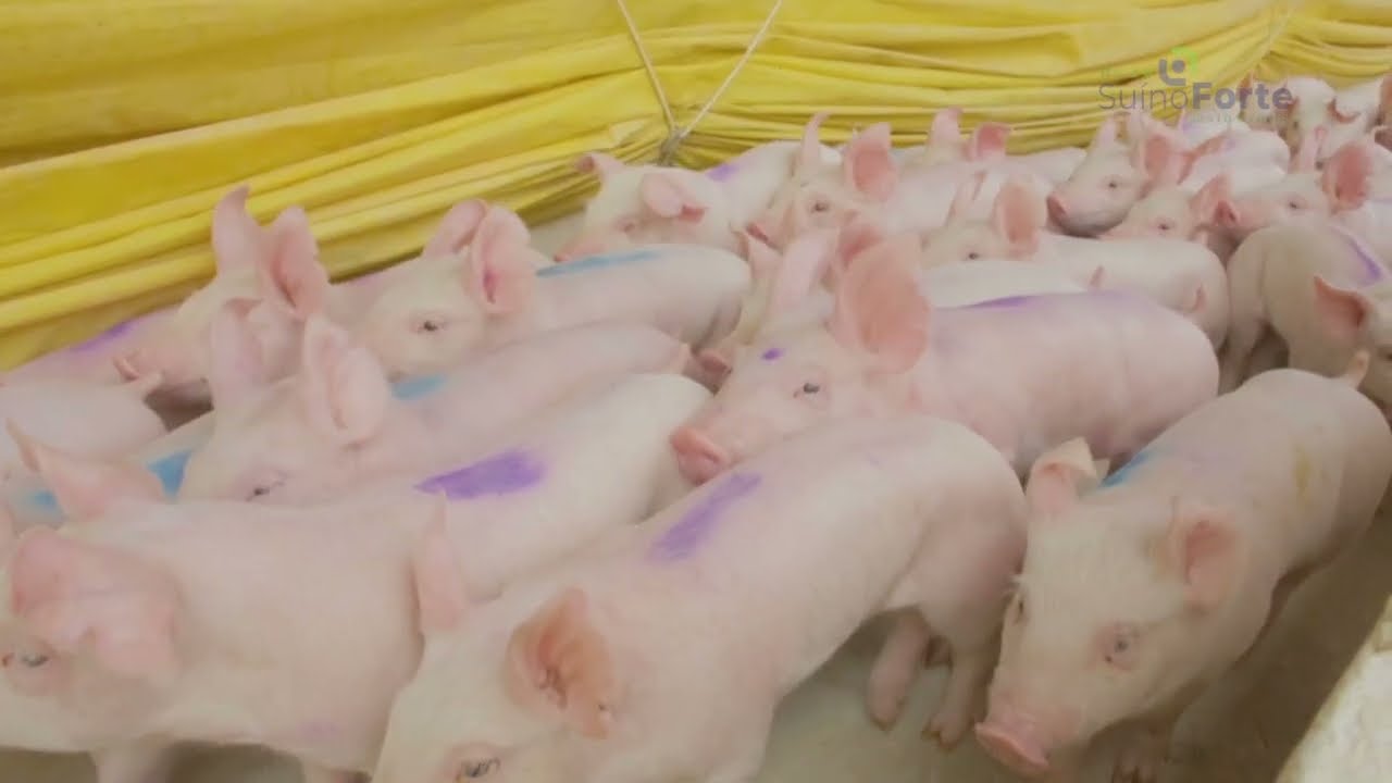 Conheça a Rede Suíno Forte Mato Grosso