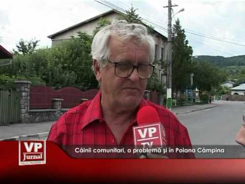 Câinii comunitari, o problemă şi în Poiana Câmpina