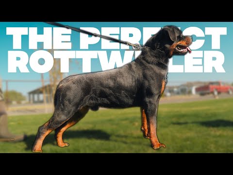 How To Make The Perfect Dog