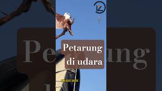 Download lagu petarung di udara, fakta unik 006 - burung elang #edukasi #fauna mp3