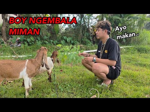 BOY NGEMBALA MIMAN DAN KUSUMPE