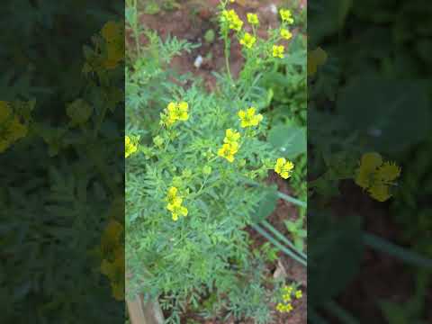 This the RUE plant  it have lots of benefits  research it #rue #hearbs
