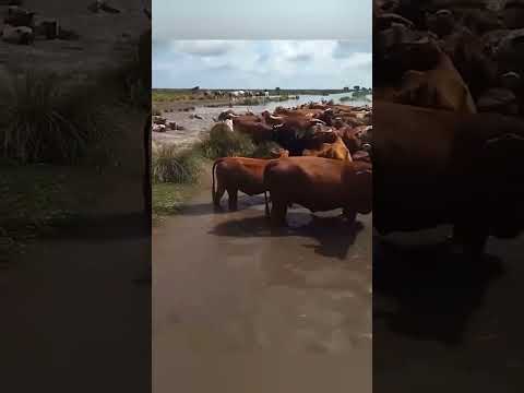 🚨 INUNDACIONES DEVASTADORAS en Santa Fe: rescatan vacas entre el agua 😱🐄🌊