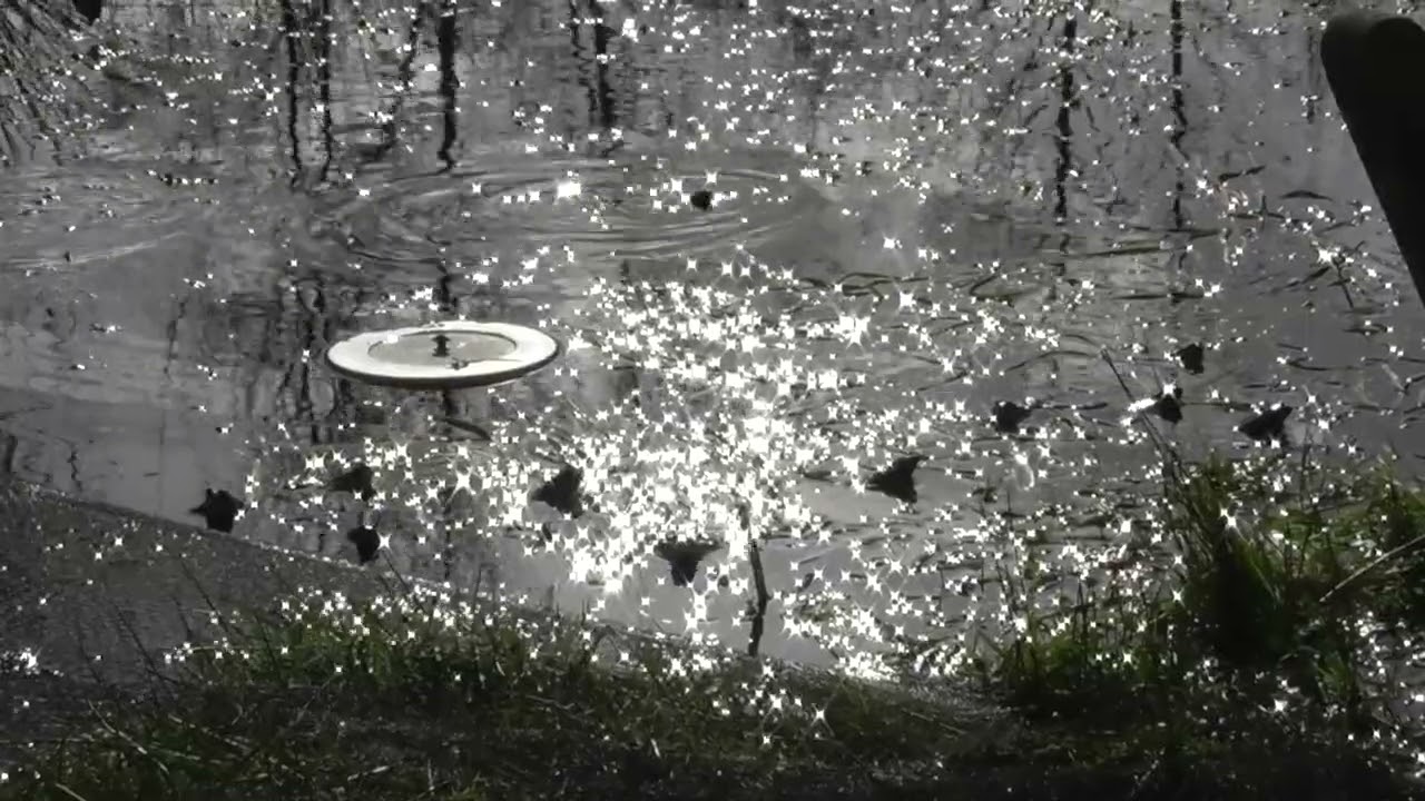 Simply be with frogs in spring light 2
