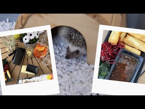 Vlog | Ježeček & sushi