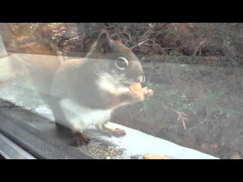 Little Red Squirrel 5
