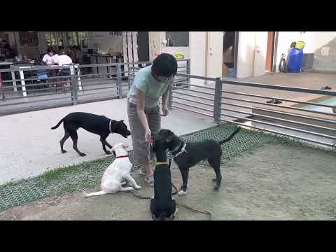 Sam, an adopted Terrier & Schnauzer Mix in San Mateo, CA_image-1